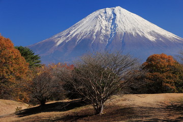 晩秋の朝霧高原からの富士山