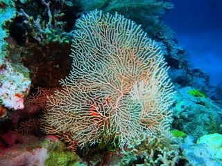 Gorgonian coral, Island Bali