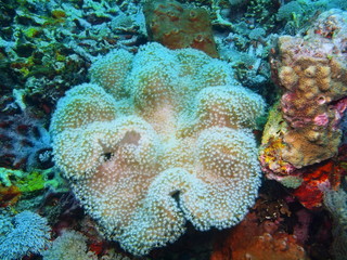 Soft coral, Island Bali