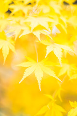 Fototapeta na wymiar Yellow Maple leaf