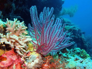 Gorgonian coral, Island Bali