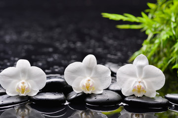 white orchid and green leaf with therapy stones