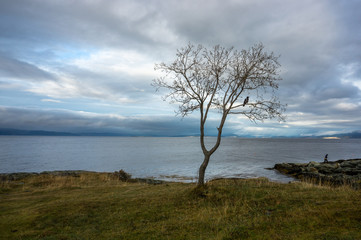 Crow sits on a lonely tree