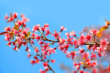 Pink Blossom