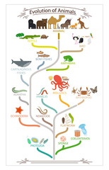 Biological evolution animals scheme
