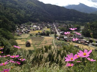 白川郷の秋/岐阜県にある白川郷の秋の風景をコスモスて表現しています