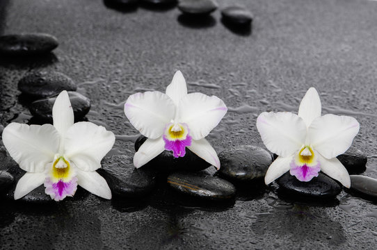 Three white orchid flowers with therapy stones 