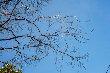 Dead tree in nature place