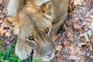 Fototapeta premium Portrait of Lion female