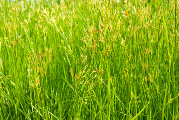 Pattern of nut grass field in the sun light