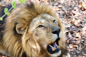 Fototapeta premium Portrait of Lion with open mouth shoving big teeth.