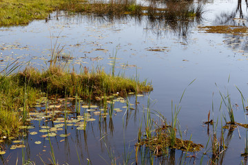 landscape in the Okavango swamps