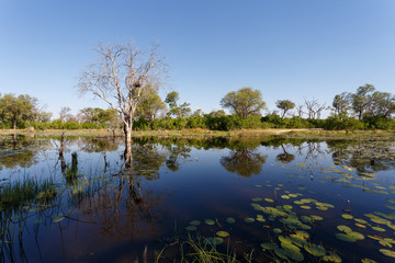 Fototapeta na wymiar landscape in the Okavango swamps