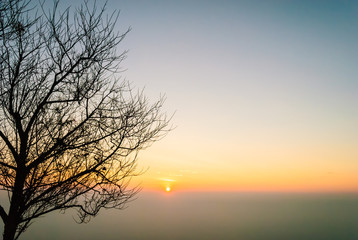 Fototapeta premium Silhouette shed leaves tree against the sun rise in the cleared