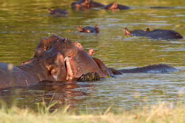 Fototapeta premium Two fighting young male hippopotamus Hippopotamus