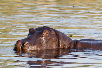 portrait of Hippo Hippopotamus Hippopotamus