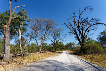 Fototapeta na wymiar gravel road to Okavango delta Moremi park