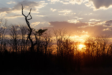 Naklejka premium African sunset with tree in front
