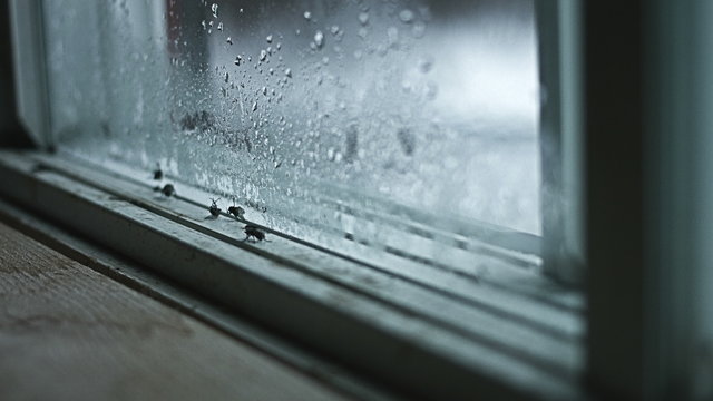Nasty and creepy Footage of House Flies on a dirty Window Pane