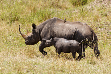 Fototapeta premium Nashorn