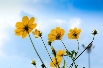 Yellow Cosmos flower(Sulfur Cosmos) background