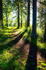 Shadows of trees on a forest path