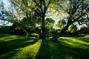 Fototapeta na wymiar Majestic tree against the sunlight