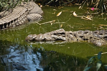 Nile crocodile Crocodylus niloticus on the banks of the  in Botswana