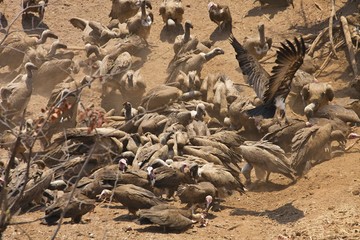 white-backed vulture, Gyps africanus, feed on carrion, Zimbabwe