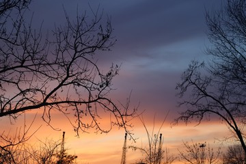 Silhouette of a tree against the backdrop of a beautiful sunset