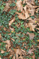 autumn palette 4