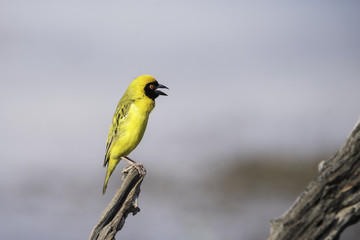 southern masked weaver