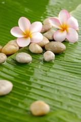 Fototapeta na wymiar frangipani with stones on banana leaf