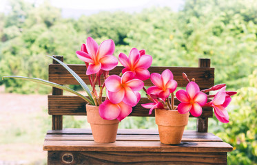 Beautiful fresh young mini flower pink plumeria or frangipani de