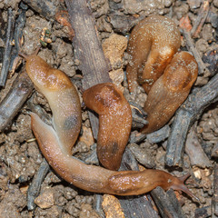 Babosas de jardín. Molusco terrestre, gasterópodo, pulmonata.
