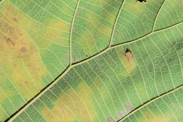 Leaf texture, abstract backgrounds