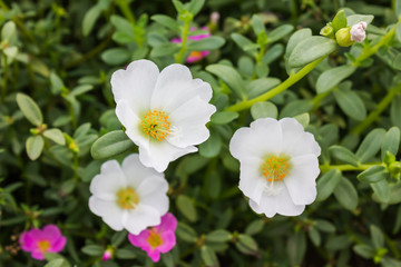 Fototapeta na wymiar White mosss-rose, Purslane or sun plant flower