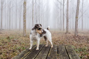 Perro de raza Fox Terrier sobre mesa de madera en bosque de chopos.
