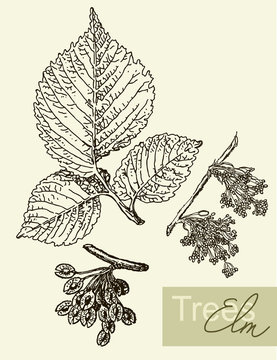 Vector image of leaves, flowers and fruits of elm.