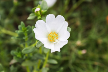 Obraz na płótnie Canvas White mosss-rose, Purslane or sun plant flower
