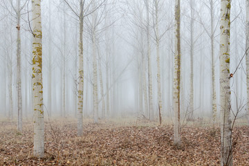 Bosque de chopos canadienses entre la niebla. Populus canadensis.
