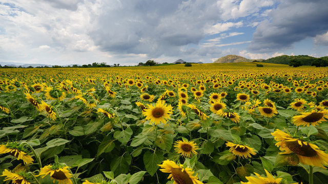 field of blooming sunflowers.