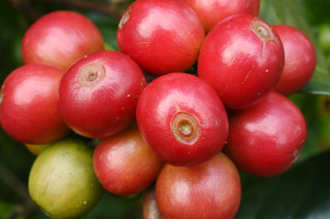 Coffee beans ripening on a tree.