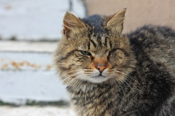 Полосатый тигровый коричневый кот с травмой глаза