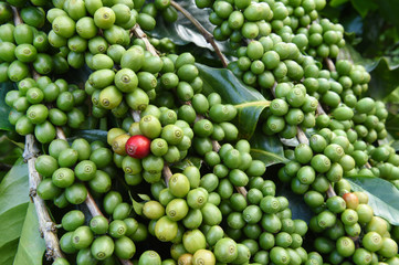 Green coffee beans on stem.