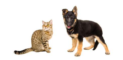 Fototapeta premium Cat Scottish Straight and German Shepherd puppy