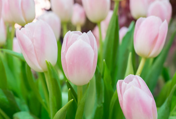 Naklejka premium tulip 