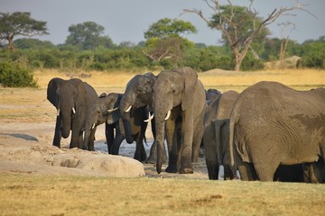 Fototapeta na wymiar elephant, Loxodonta africana, at the waterhole Nyamandlovo in Hwange National Park, Zimbabwe