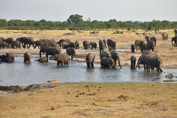 elephant, Loxodonta africana, at the waterhole Nyamandlovo in Hwange National Park, Zimbabwe
