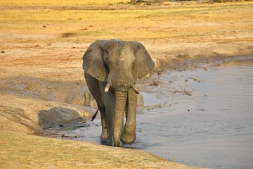 elephant, Loxodonta africana, at the waterhole Nyamandlovo in Hwange National Park, Zimbabwe